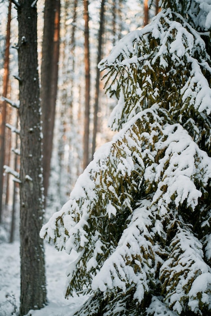 美しい冬のパノラマ 松の木の風景は新雪で覆われています 凍るような夜に雪で覆われた松の木