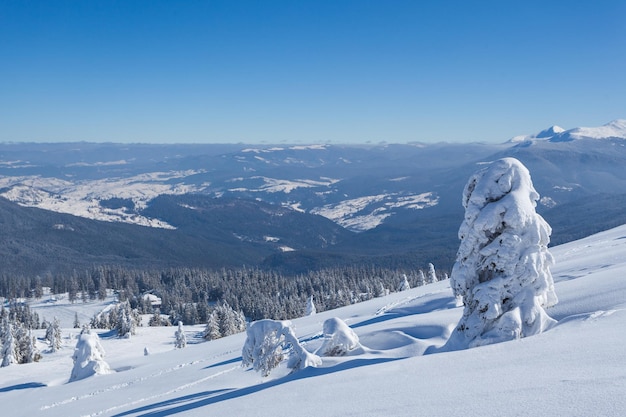 Beautiful winter panorama with fresh powder snow Landscape with spruce trees blue sky with sun light and high Carpathian mountains on background