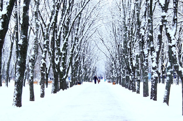 Photo beautiful winter park with many big trees and path