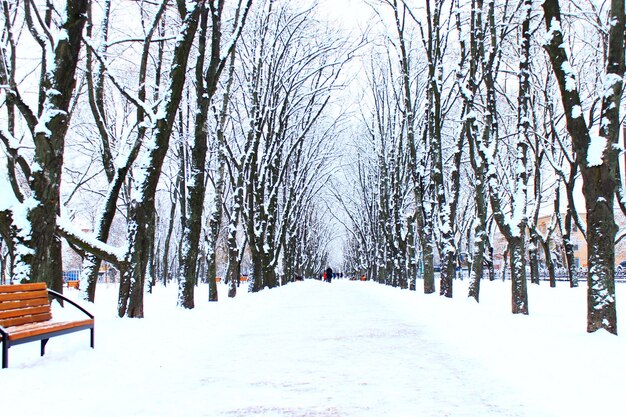 Photo beautiful winter park with many big trees and path