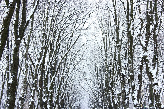 Photo beautiful winter park with many big trees