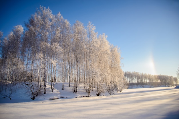 晴天の雪に覆われた木と美しい冬の写真