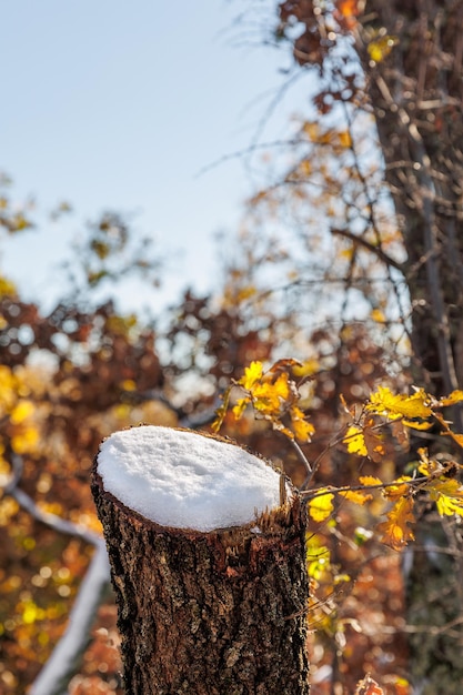 Beautiful winter scenery snow on the branch yellow leaves in the woods