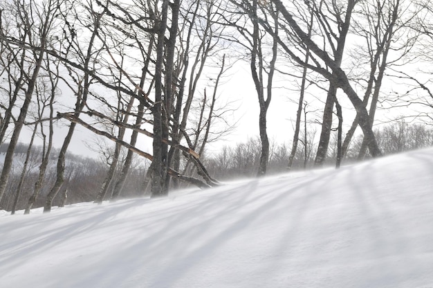 氷雪と強風のある美しい冬の風景