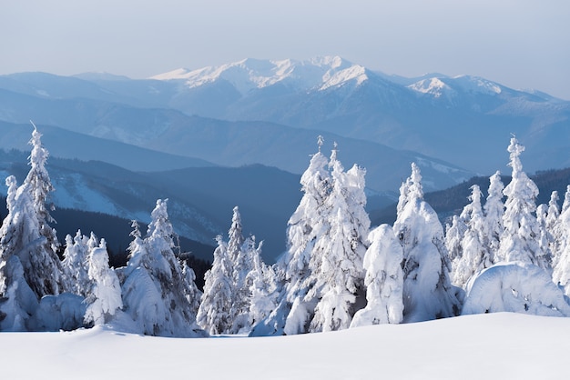 美しい冬の雪のシーン。山の頂上の眺め。降雪後のモミの森の風景