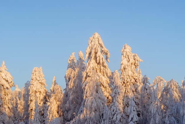 晴れた晴れた夕方に霜に覆われた木々と美しい冬の雪に覆われた森