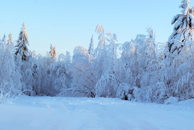 晴れた晴れた夕方に霜に覆われた木々と美しい冬の雪に覆われた森