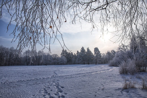 공원에서 아름 다운 겨울 눈 덮인 풍경