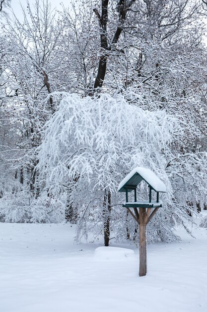 Beautiful winter snowy landscape in the park