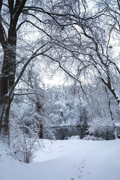 公園の美しい冬の雪景色