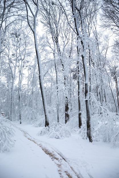 Красивый зимний снежный пейзаж в парке