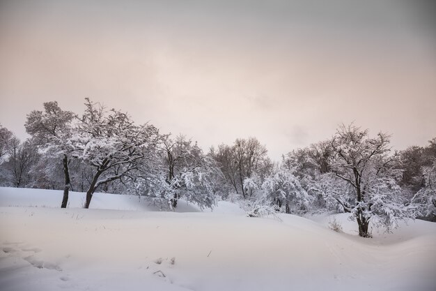 Beautiful winter snowy landscape in the park