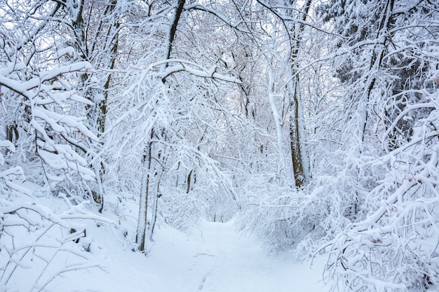 公園の美しい冬の雪景色