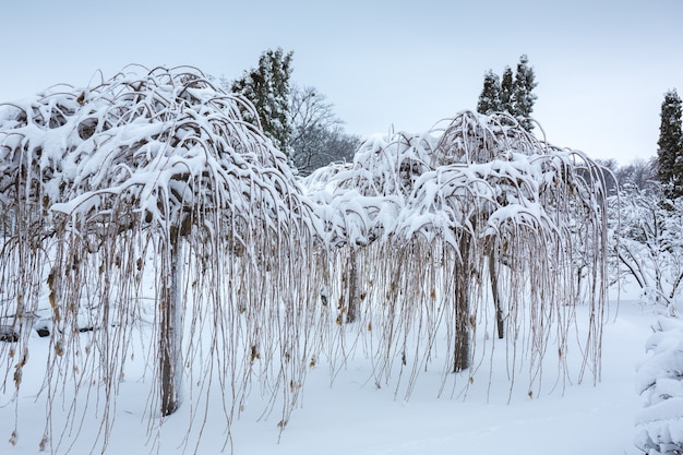 Beautiful winter snowy landscape in the park