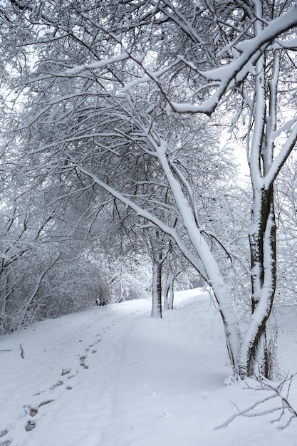 Beautiful winter snowy landscape in the park