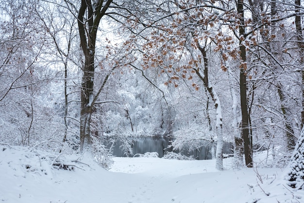 Beautiful winter snowy landscape in the park