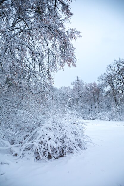 Photo beautiful winter snowy landscape in the park