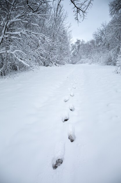 Bellissimo paesaggio invernale innevato nel parco