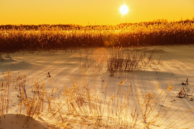 Beautiful winter sun with glares on orange sky Nature with snow covered lake wild pampas grass