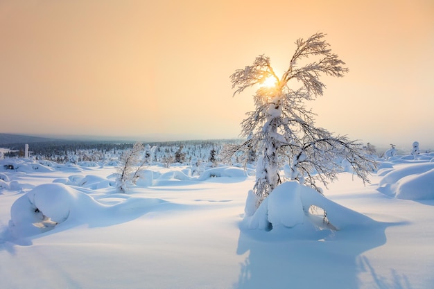 Bellissimo tramonto invernale natura settentrionale paesaggio con molta neve e luce solare delicata