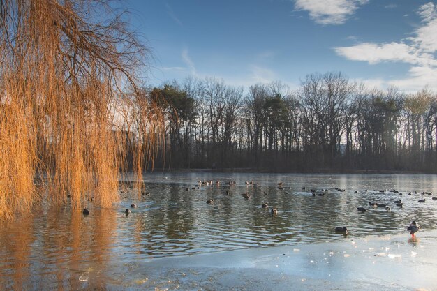 beautiful winter view on a lake in ingolstdt germany frozen lake ducks and swans on a winter lake