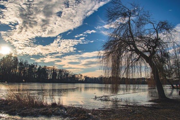 Photo beautiful winter view on a lake in ingolstdt germany frozen lake ducks and swans on a winter lake