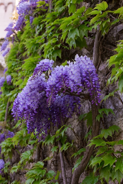 Bellissimo glicine in fiore