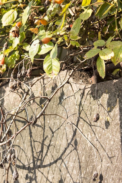 Beautiful withered branch of briar in the late autumn