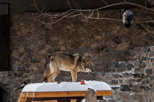 雪道の美しいオオカミをクローズ アップ