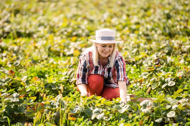 Beautiful woman eating a strawberry while gathering strawberries on a farm