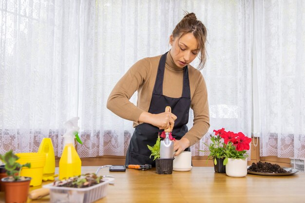 Beautiful woman florist replanting seedling of blooming petunias from plastic to ceramic pot