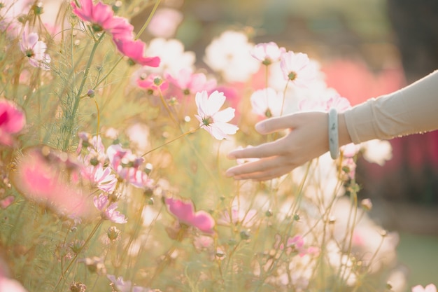 Beautiful woman hand holding cosmos flower at sunset