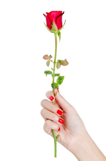 Beautiful woman hand with red nails holding red rose isolated on white background