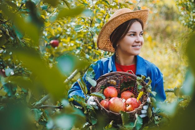 Beautiful woman in hat and shirt in autumn garden holding ripe\
apples in basket and smiling a woman collects ripe apples\
harvesting apples in autumn