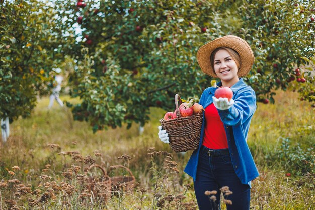 Beautiful woman in hat and shirt in autumn garden holding ripe
apples in basket and smiling a woman collects ripe apples
harvesting apples in autumn