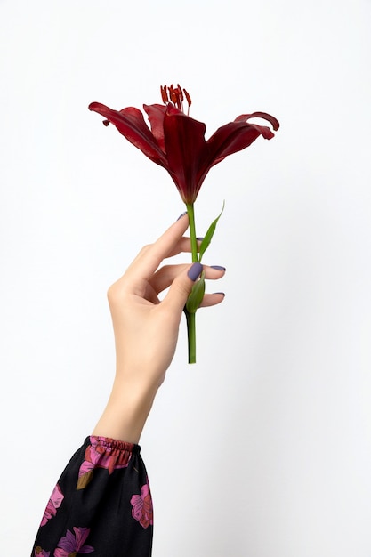 Mano della bella donna con il manicure che tiene il fiore di giglio bordeaux.