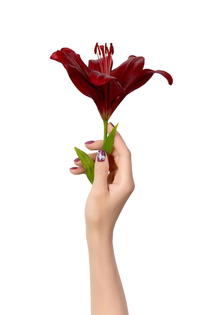 Beautiful womans hand with manicure holding burgundy lily flower