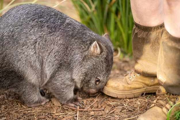 Beautiful wombat in the Australian bush in a tasmanian park Australian wildlife in a national park in Australia eating grass