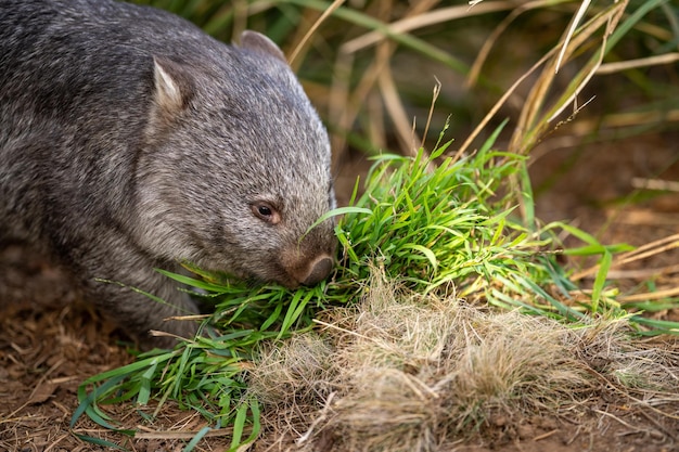 Beautiful wombat in the Australian bush in a tasmanian park Australian wildlife in a national park in Australia eating grass