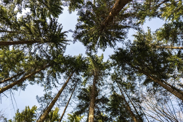 Beautiful wood natural daylight forest trees