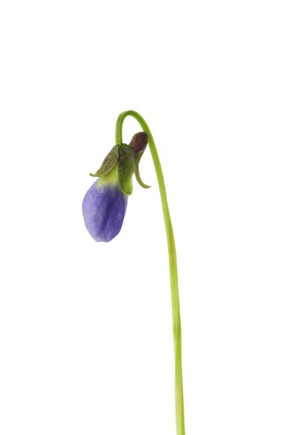 Beautiful wood violet on white background Spring flower