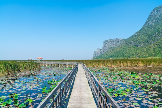 beautiful wood walk way at Sam Roi Yot Freshwater Marsh or Bueng Bua Khao Sam Roi Yot National Park in Thailand