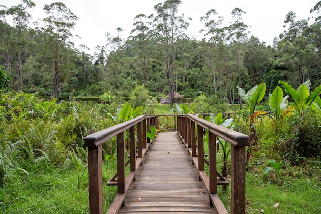 Beautiful wooden bridge in the jungle