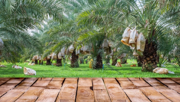 Beautiful wooden floor and blurred Barhi Dates palm garden nature background agriculture product standing showcase background Barhi Dates palm tree garden and healthy food concept