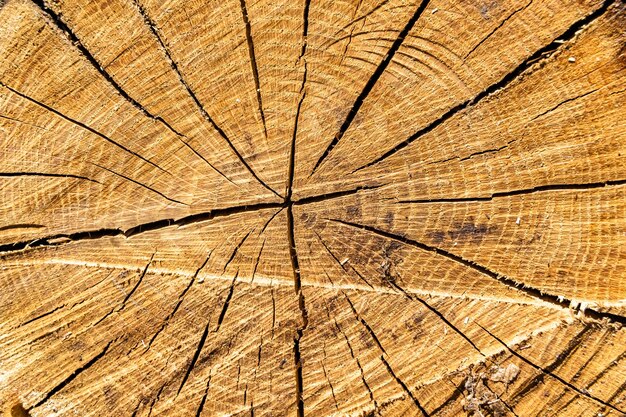 Красивая деревянная трещина старого дуба натуральная текстура крупным планом