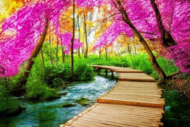 Foto bello percorso di legno nel lago plitvice, croazia.
