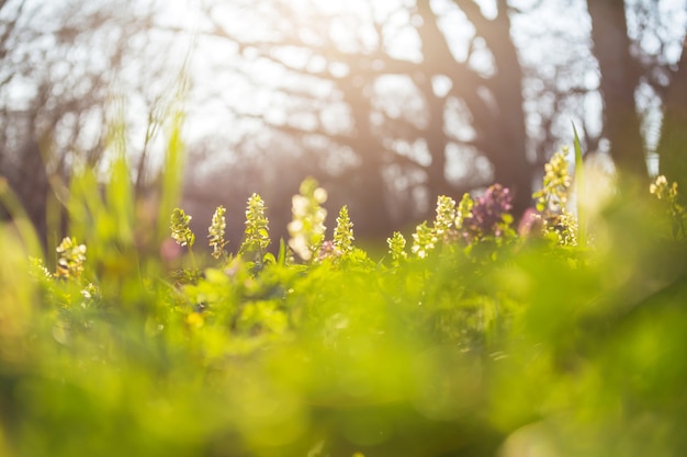 Beautiful woodland landscapes. Spring flowers In the forest.