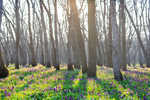 Bellissimi paesaggi boschivi. fiori di primavera nella foresta.