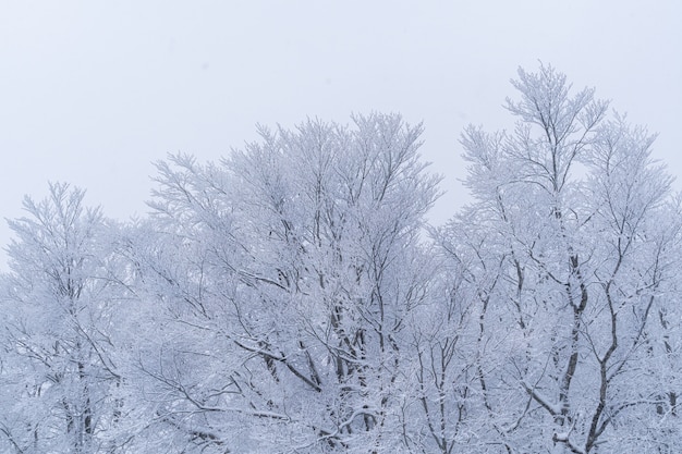 Beautiful woodland and tree covered with snow