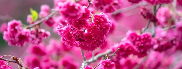 Beautiful Yae Sakura Cherry Blossom blooming in Taiwan in springtime